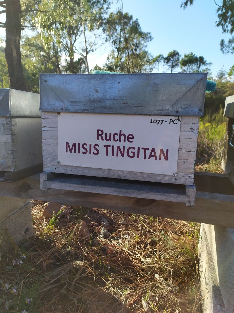 La ruche Misis tingitan