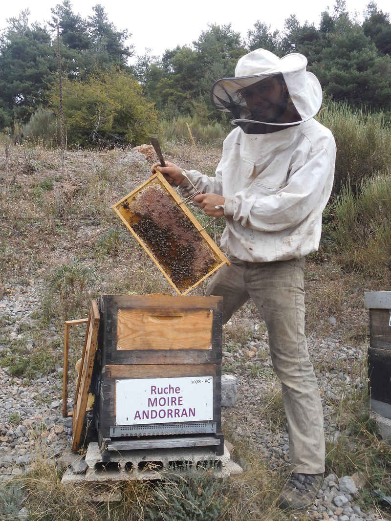 La ruche Moire andorran