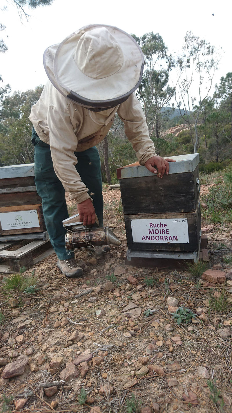 La ruche Moire andorran