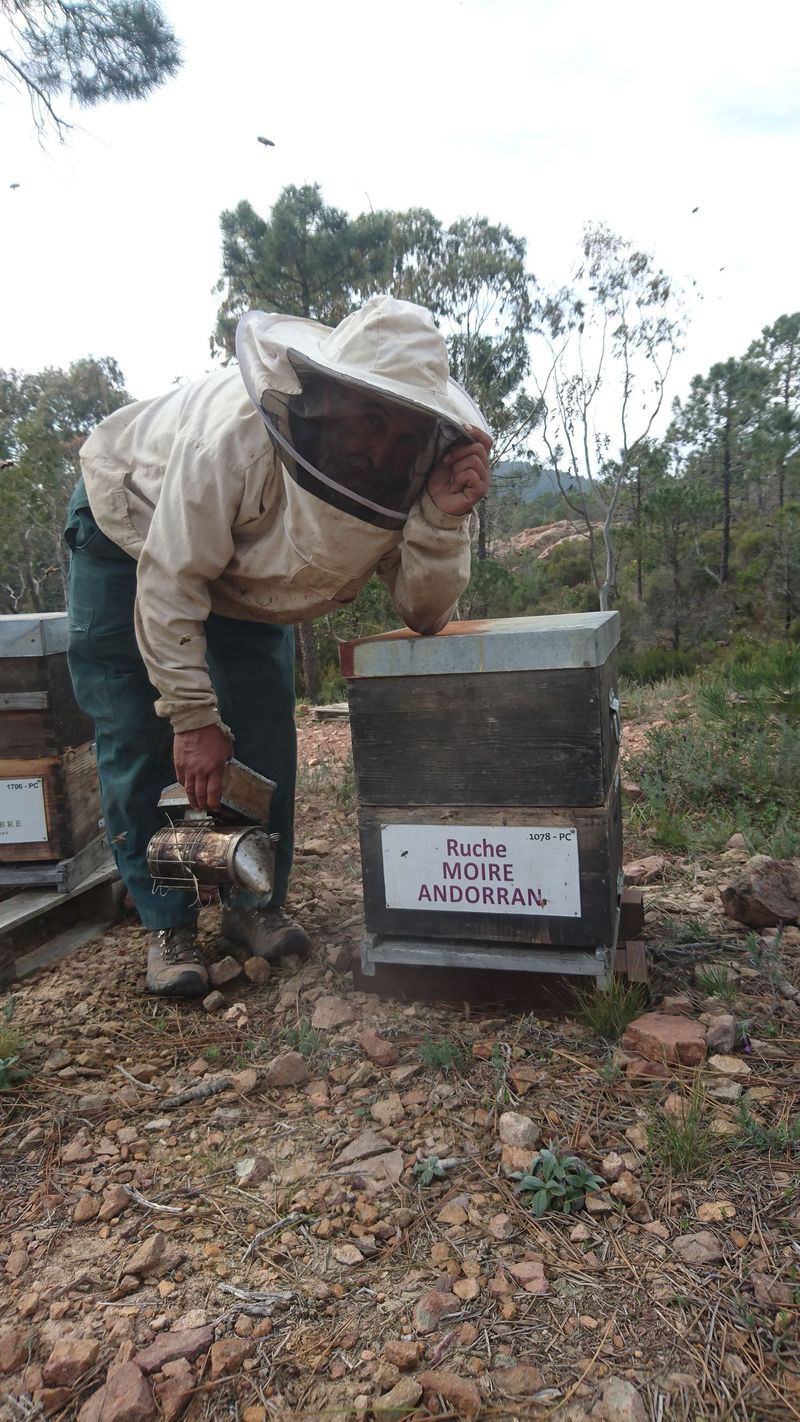 La ruche Moire andorran