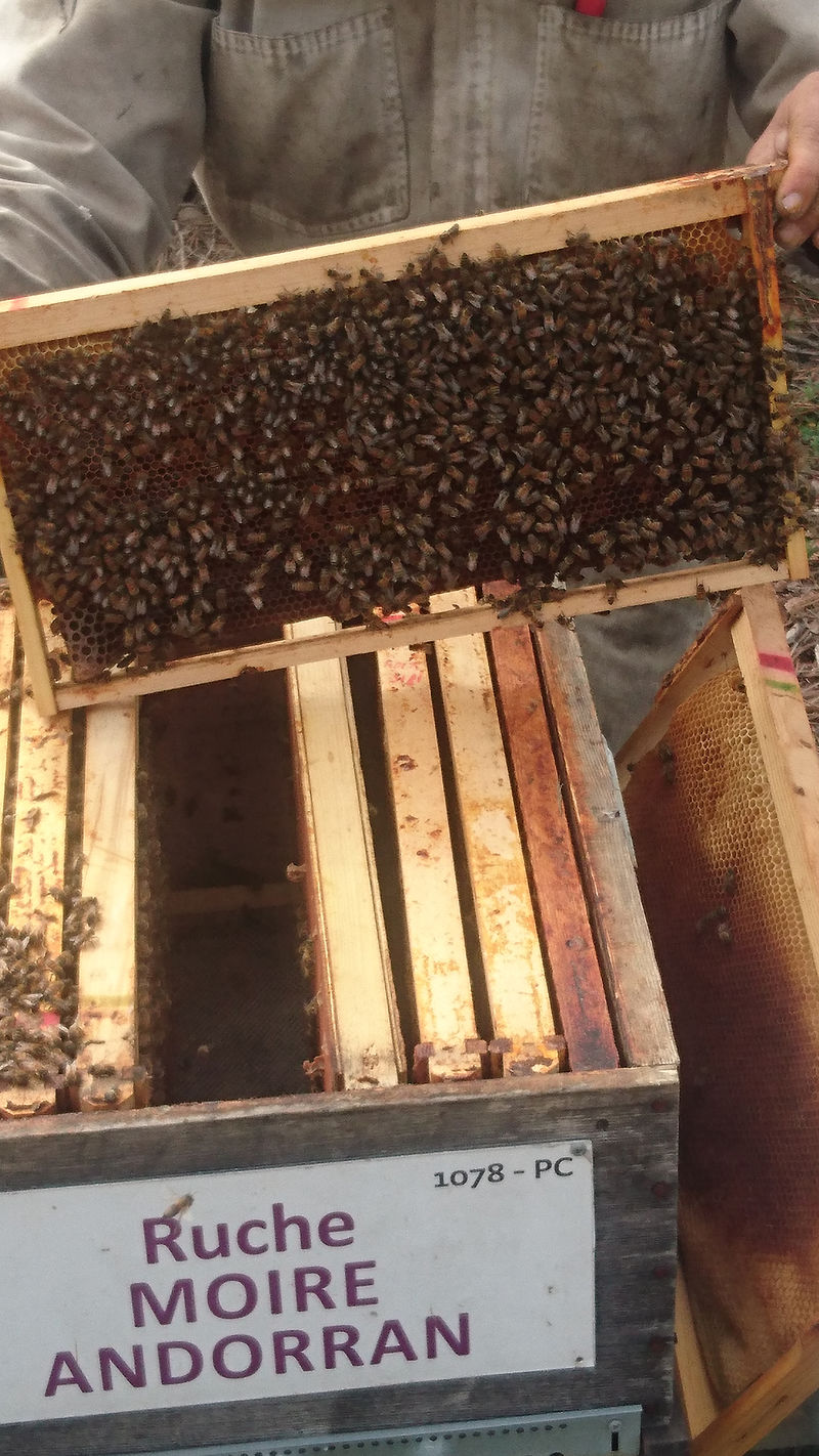 La ruche Moire andorran