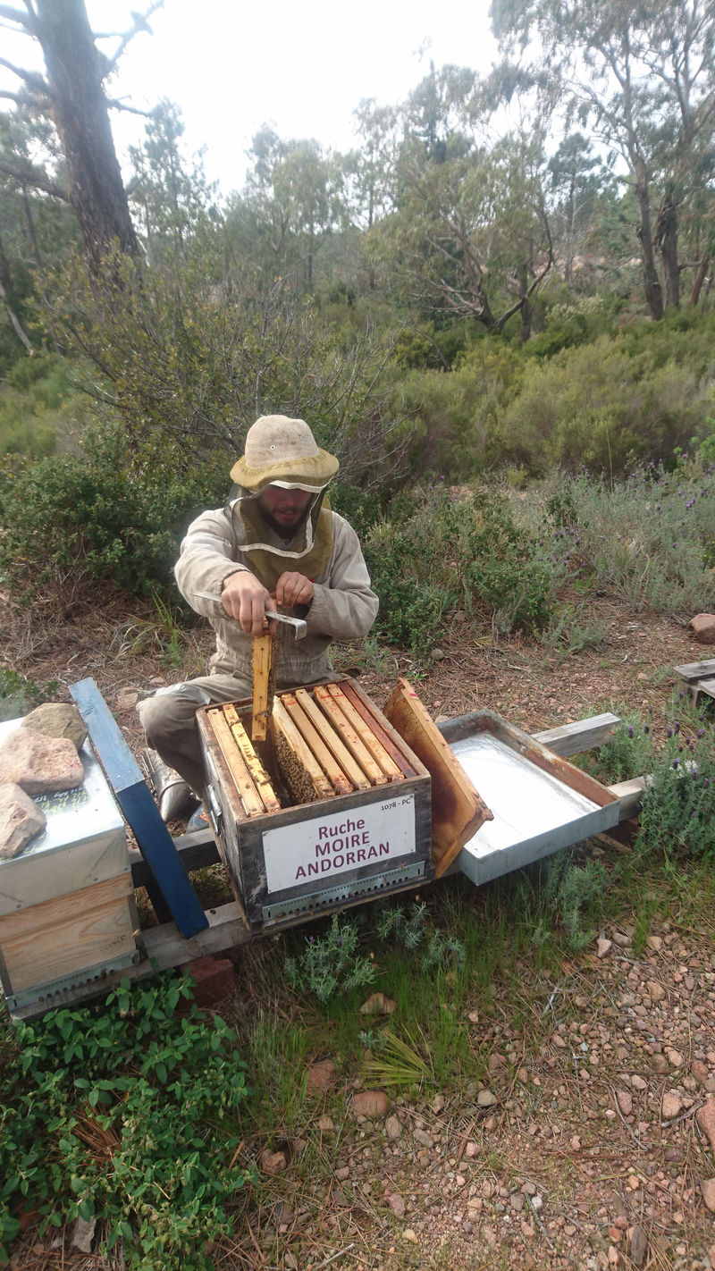 La ruche Moire andorran