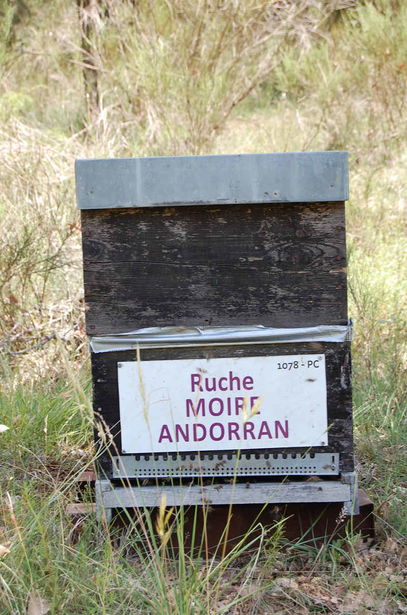 La ruche Moire andorran