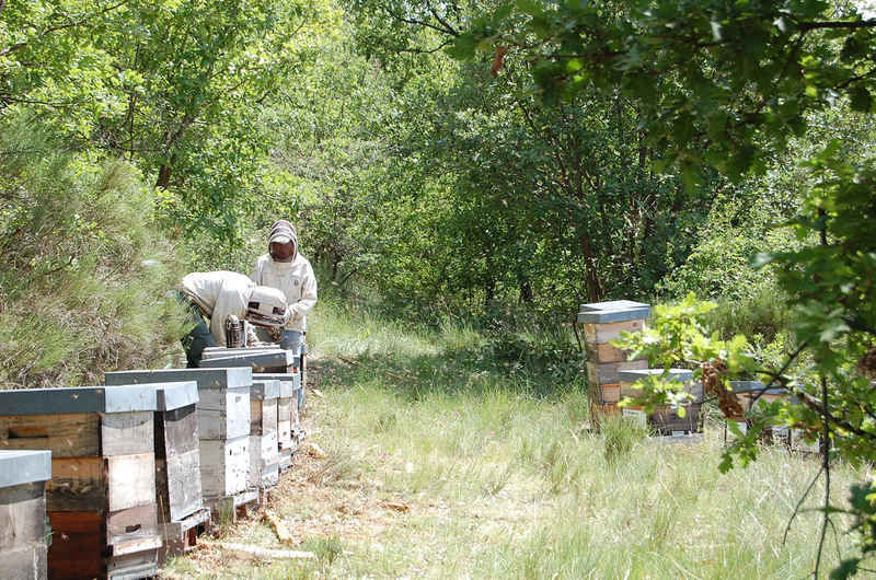 La ruche Moire andorran