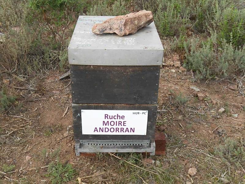 La ruche Moire andorran