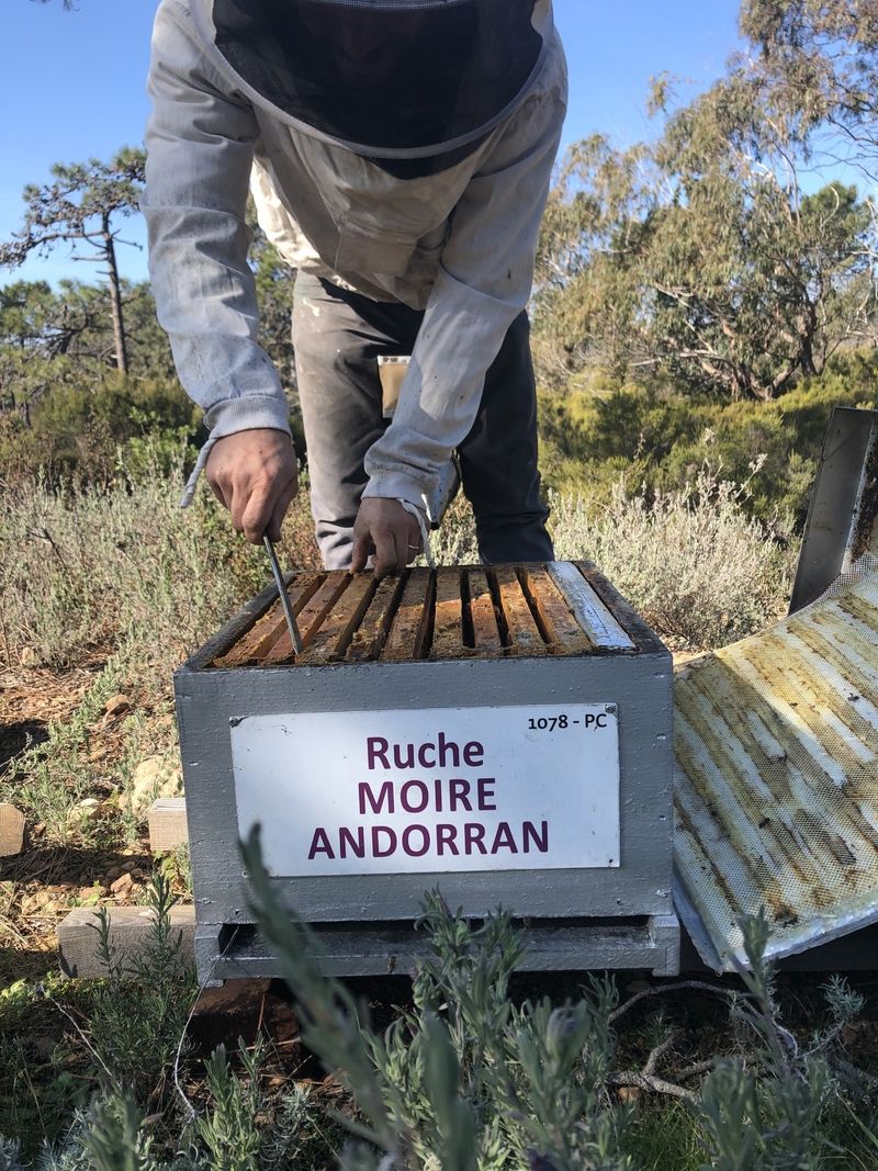 La ruche Moire andorran