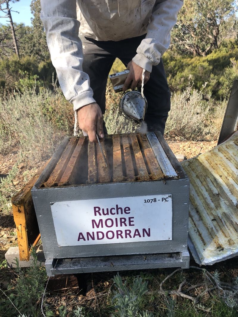 La ruche Moire andorran