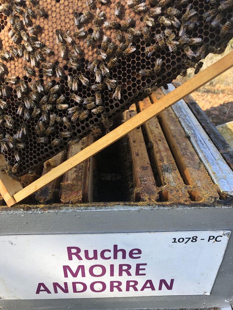 La ruche Moire andorran