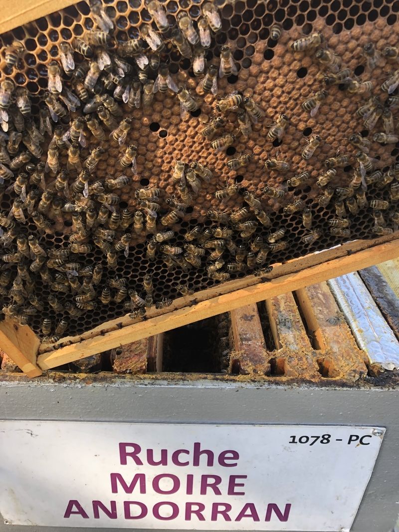 La ruche Moire andorran