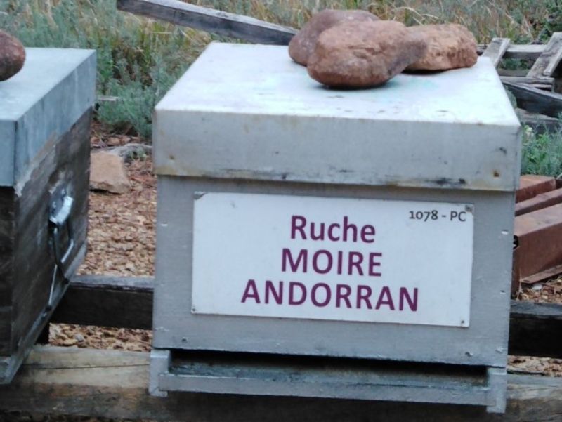 La ruche Moire andorran