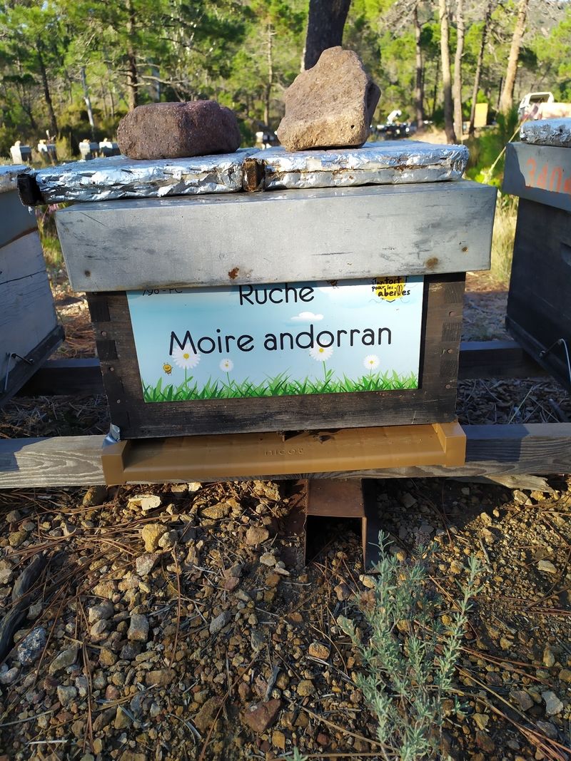 La ruche Moire andorran