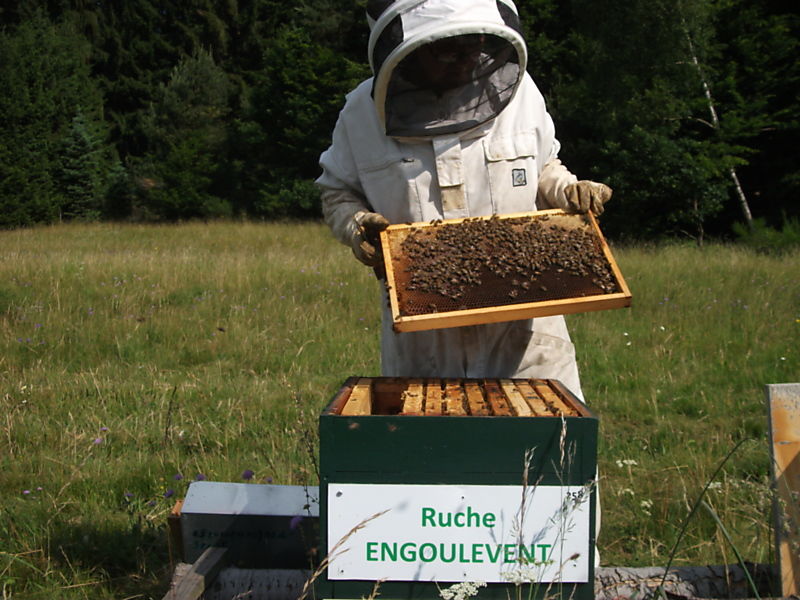 La ruche Engoulevent