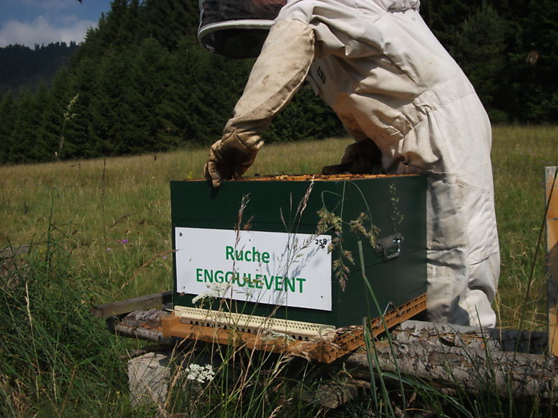 La ruche Engoulevent