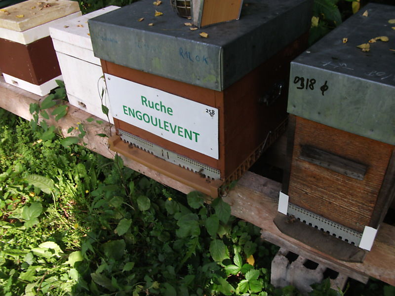 La ruche Engoulevent