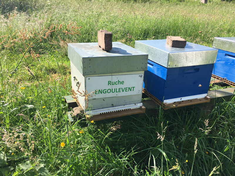 La ruche Engoulevent