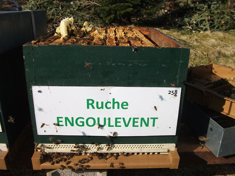 La ruche Engoulevent