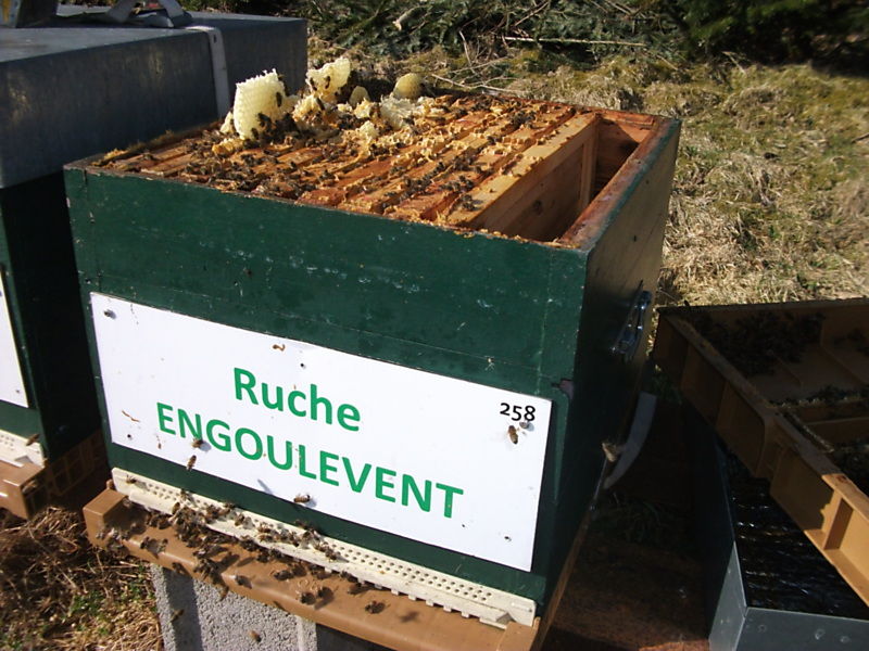 La ruche Engoulevent