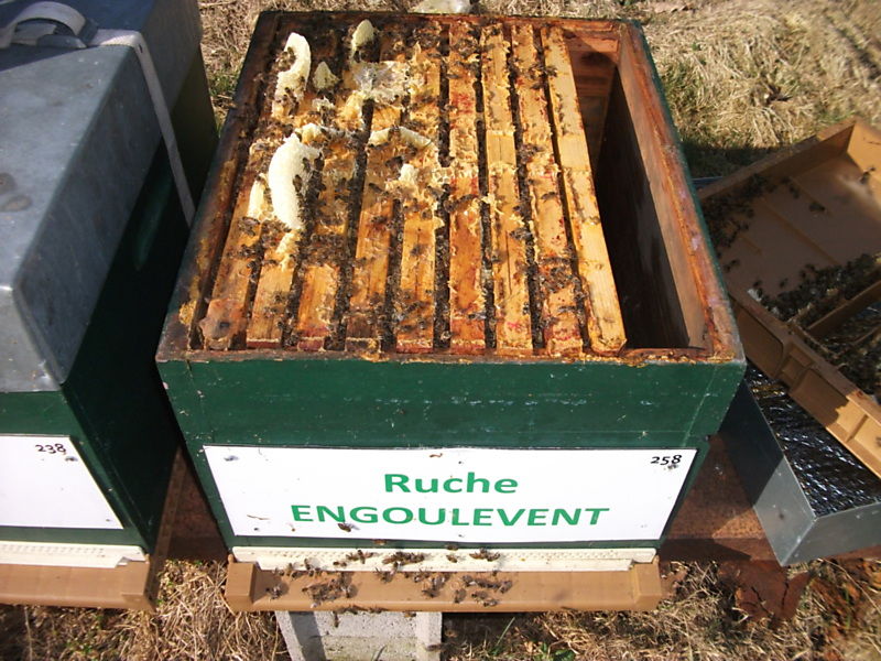 La ruche Engoulevent