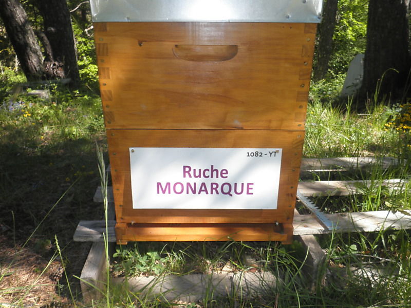 La ruche Monarque