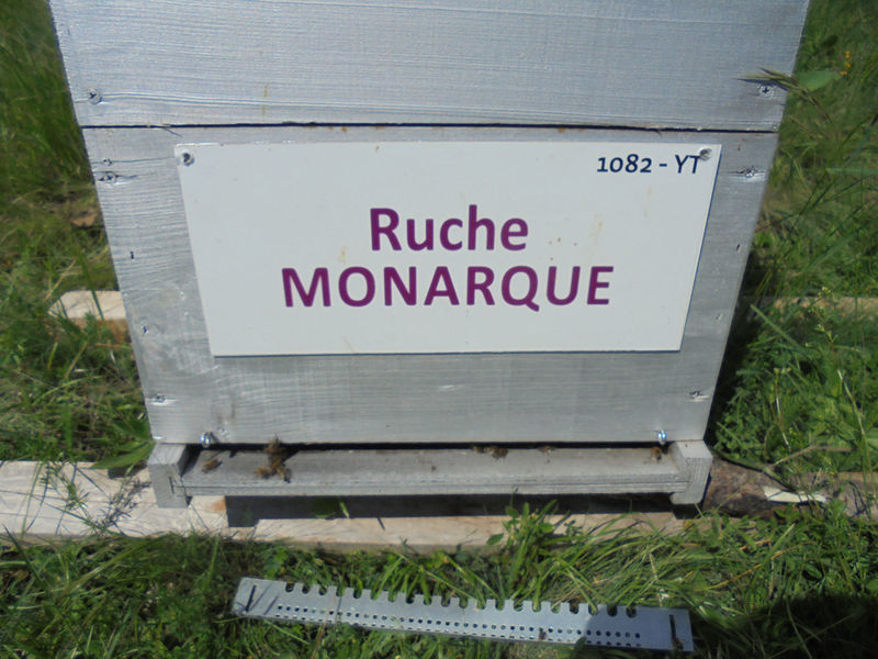La ruche Monarque