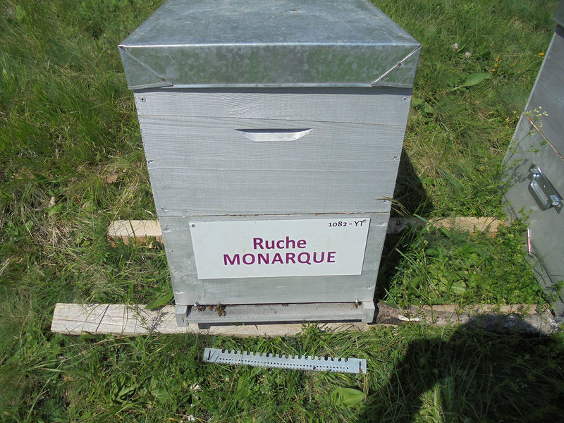 La ruche Monarque