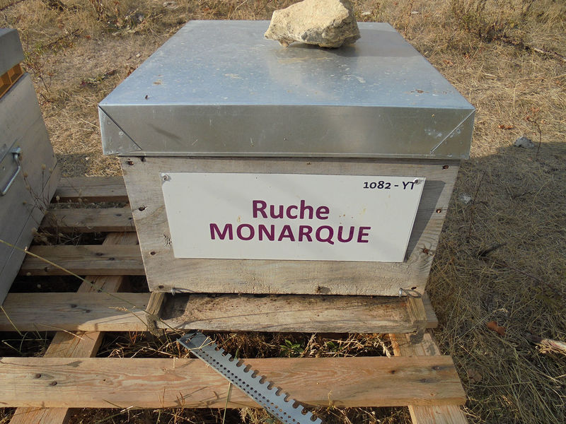 La ruche Monarque