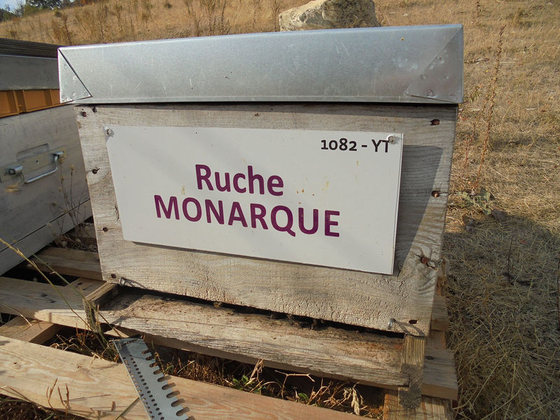 La ruche Monarque