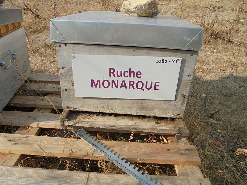 La ruche Monarque