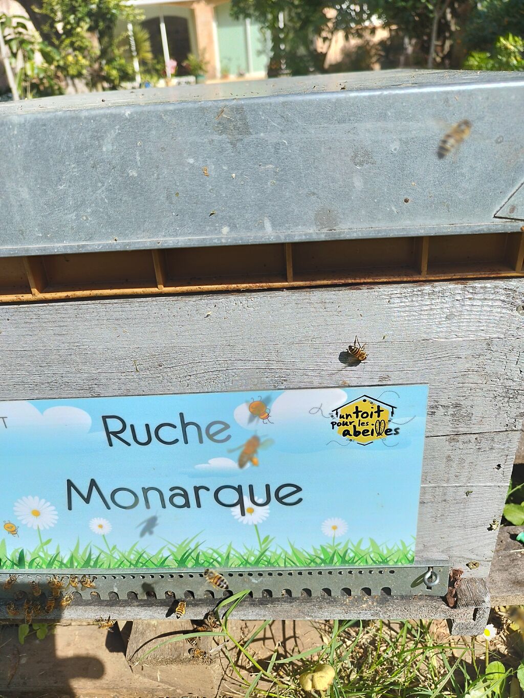 La ruche Monarque