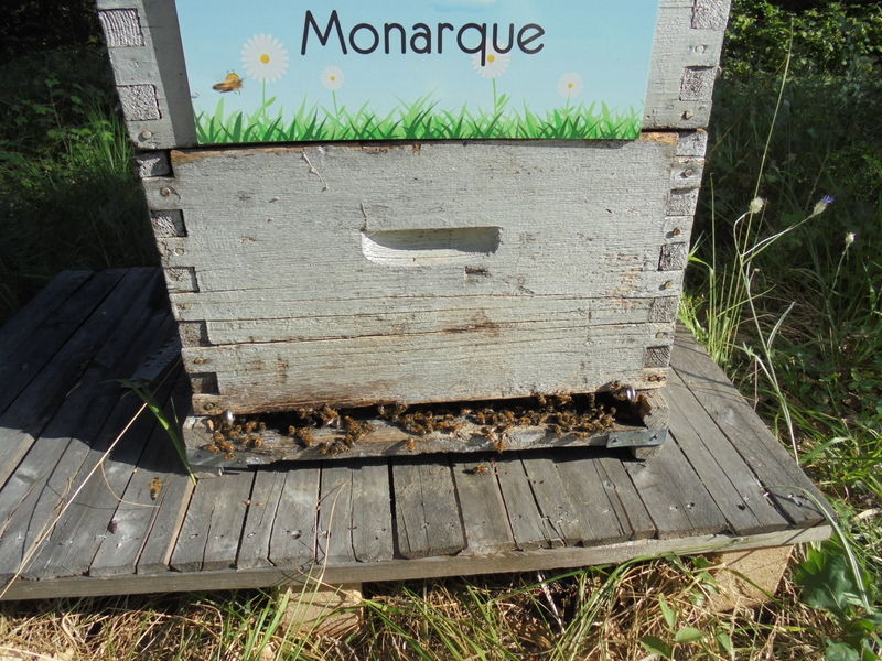 La ruche Monarque
