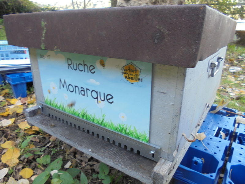 La ruche Monarque