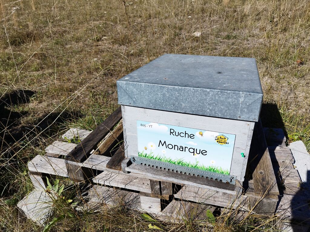 La ruche Monarque