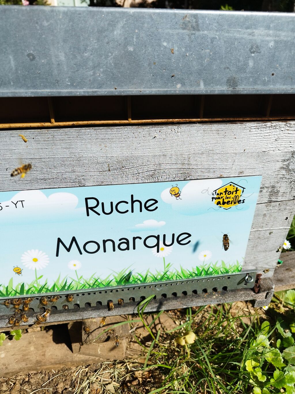 La ruche Monarque