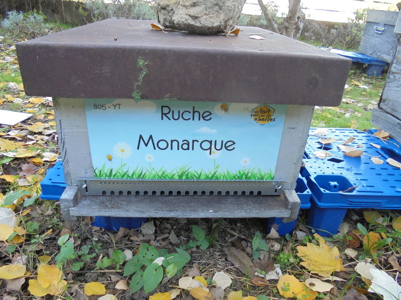 La ruche Monarque