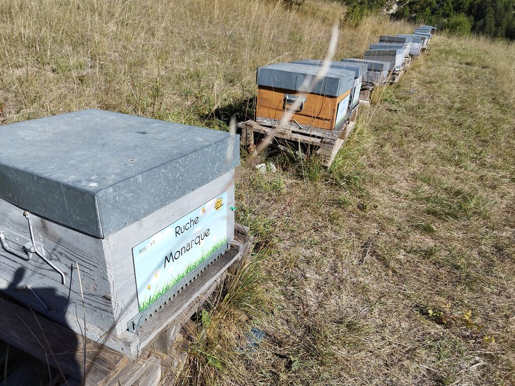 La ruche Monarque