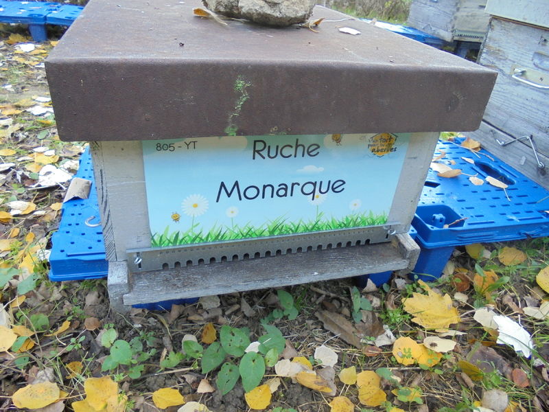 La ruche Monarque