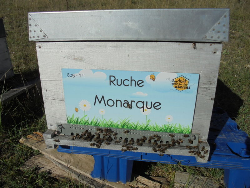 La ruche Monarque