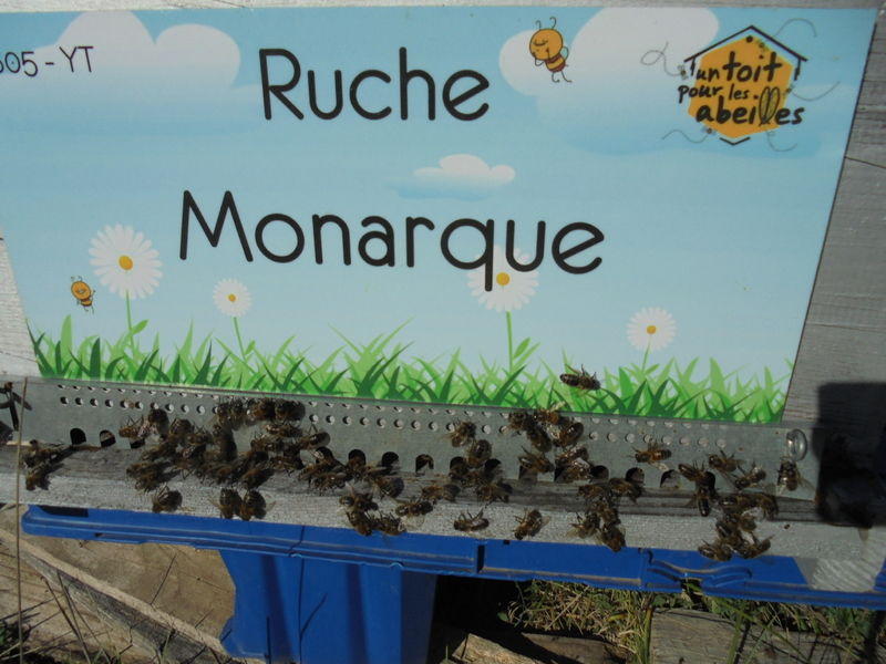 La ruche Monarque