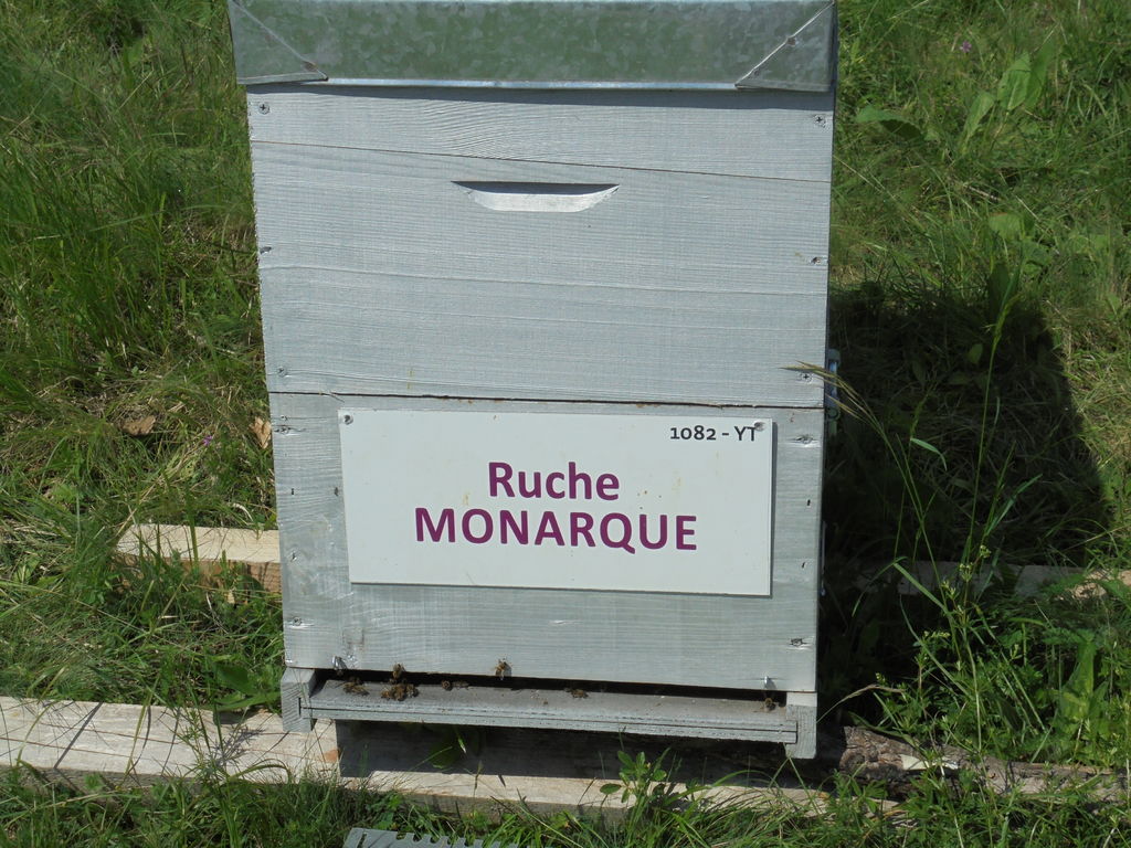 La ruche Monarque