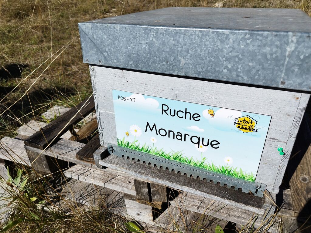 La ruche Monarque