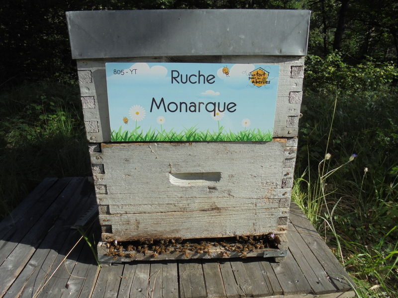 La ruche Monarque