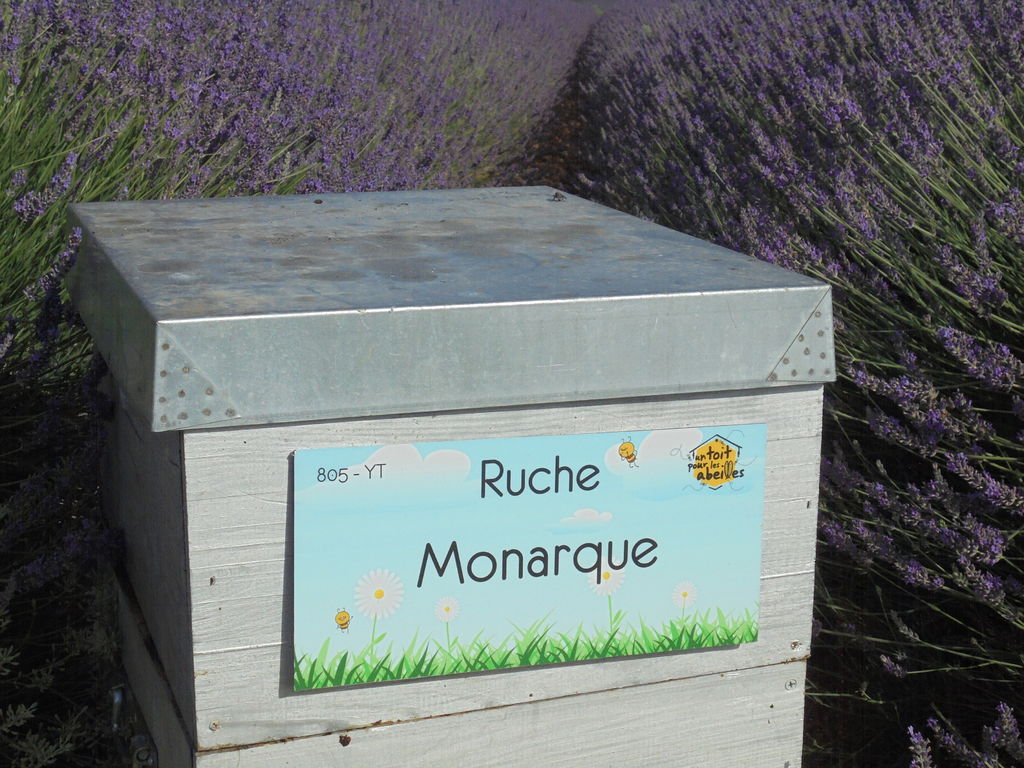 La ruche Monarque