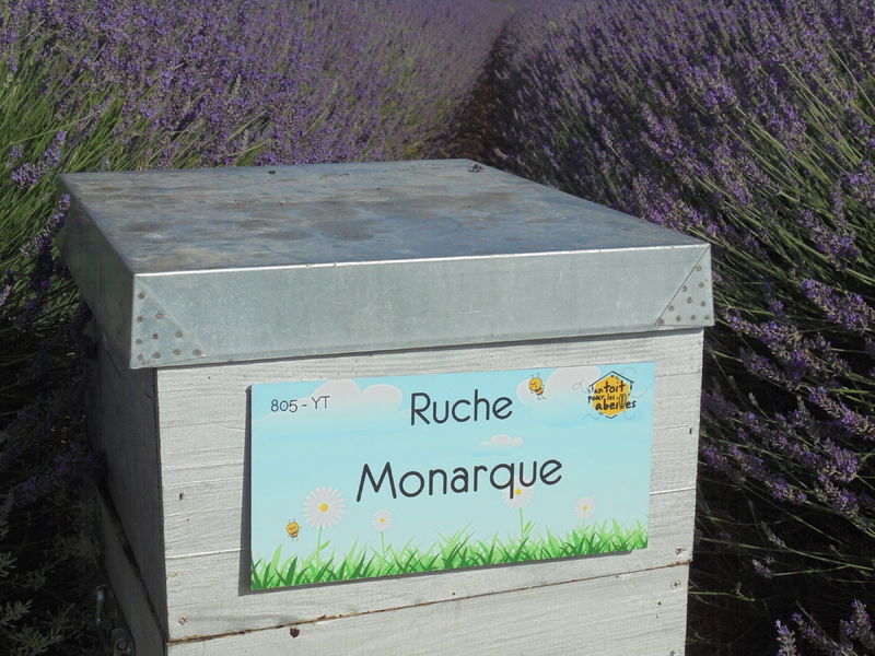 La ruche Monarque