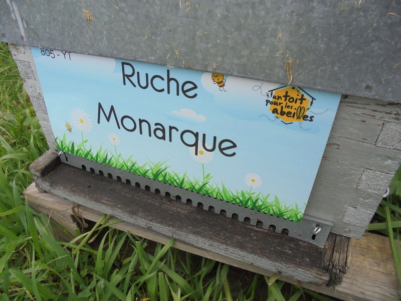 La ruche Monarque