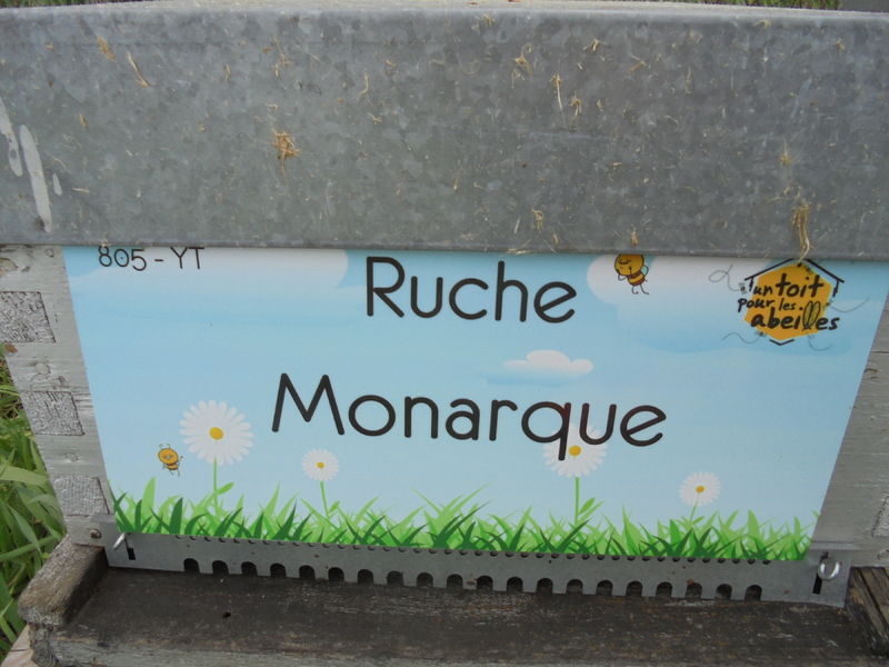 La ruche Monarque