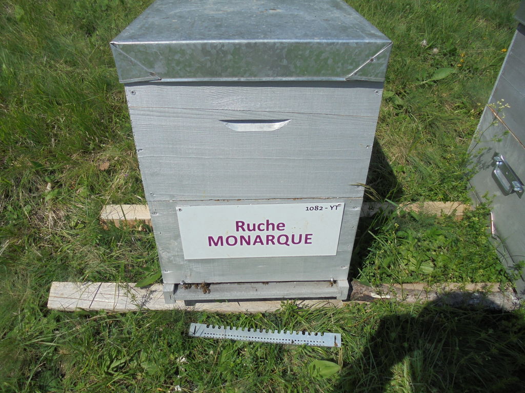 La ruche Monarque