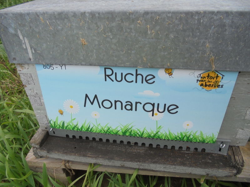 La ruche Monarque