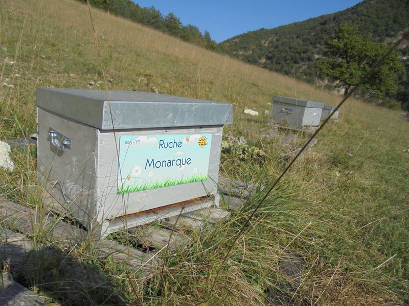 La ruche Monarque