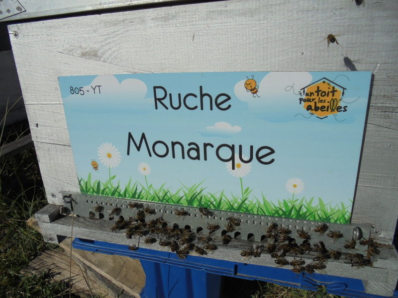 La ruche Monarque