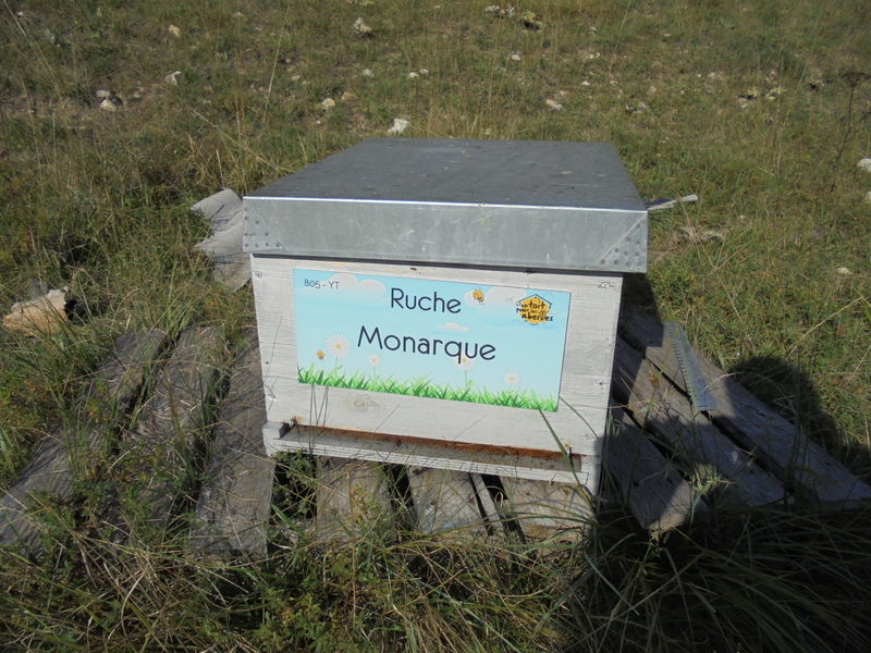La ruche Monarque